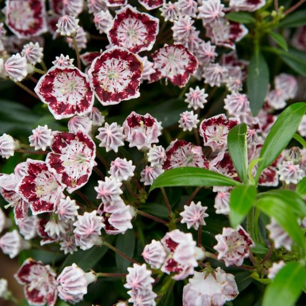 Weigelia Stelzneri Weigela A Fleurs Rose Achat Vente Arbre