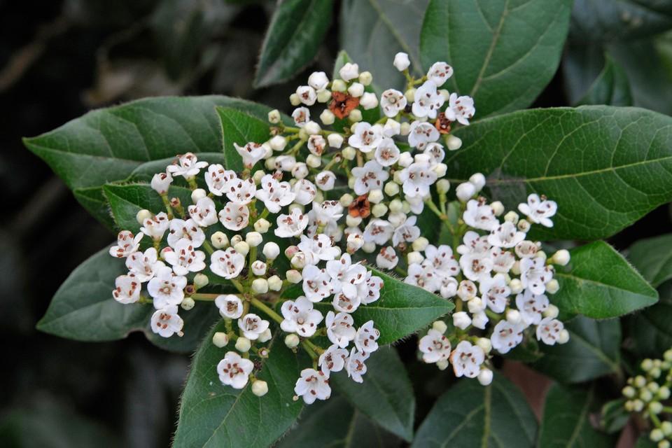 Viburnum Tinus Macrophyllum Laurier Tin Blanc Achat Vente