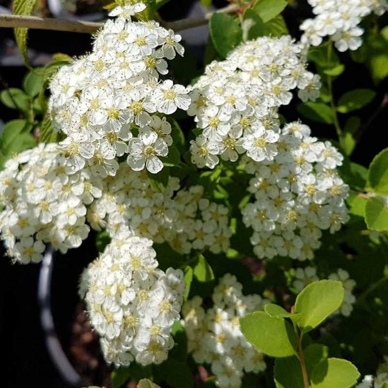 Living The Life In Saint Aignan Spiraea Japonica