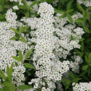 Nadezda S Northern Garden Grefsheim Spirea